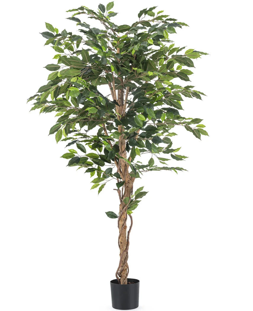 Kunstig plante – Ficus Grøn 180 cm
